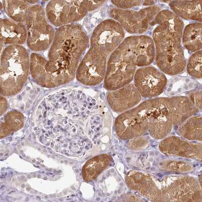 Immunohistochemistry-Paraffin: HPD Antibody [NBP1-89366] - Staining of human kidney shows strong cytoplasmic positivity in cells in tubules.