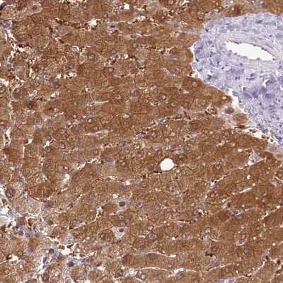 Immunohistochemistry-Paraffin: HPD Antibody [NBP2-32657] - Staining of human liver shows high expression.