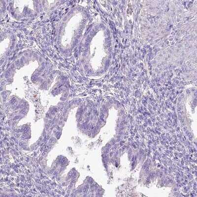 Immunohistochemistry-Paraffin: HPD Antibody [NBP2-32657] - Staining of human endometrium shows no positivity in glandular cells as expected.