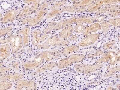 Immunohistochemistry-Paraffin: HPD Antibody [NBP2-98599] - Immunochemical staining of human HPD in human kidney with rabbit polyclonal antibody at 1:500 dilution, formalin-fixed paraffin embedded sections.