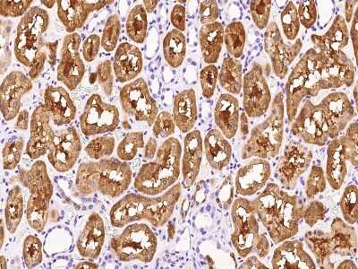 Immunohistochemistry-Paraffin: HPD Antibody [NBP2-99592] - Immunochemical staining of human HPD in human kidney with rabbit polyclonal antibody at 1:20000 dilution, formalin-fixed paraffin embedded sections.