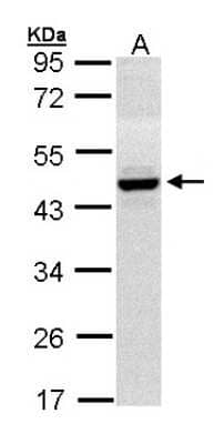 Western Blot: HPD Antibody [NBP1-31593] - Sample (30 ug of whole cell lysate)A: Hep G2 10% SDS PAGE, antibody diluted at 1:1000.