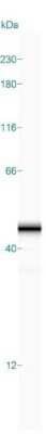Simple Western: HPF1 Antibody [NBP1-93973] - Simple Western lane view shows a specific band for C4orf27 in 0.2 mg/ml of MOLT-4 lysate(s). This experiment was performed under reducing conditions using the 12-230 kDa separation system.