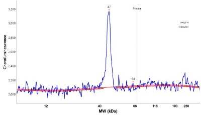 Simple Western: HPF1 Antibody [NBP1-93973] - Electropherogram image of the corresponding Simple Western lane view. C4orf27 antibody was used at 1:25 dilution on MOLT-4 lysate(s) respectively.