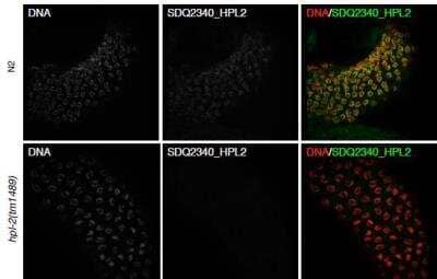 Immunocytochemistry/Immunofluorescence: HPL-2 Antibody [38630002] - This image is specific to animal number SDQ2340  MeOH/acetone fixation  antibody dilution 1:4000