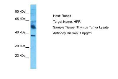 Western Blot HPR Antibody