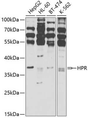 Western Blot HPR Antibody - BSA Free