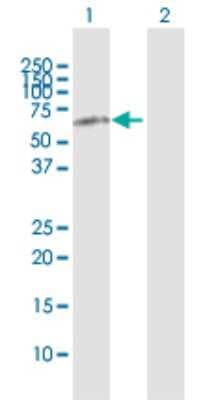 Western Blot: HPRG Antibody [H00003273-D01P] - Analysis of HRG expression in transfected 293T cell line by HRG polyclonal antibody.Lane 1: HRG transfected lysate(59.60 KDa).Lane 2: Non-transfected lysate.