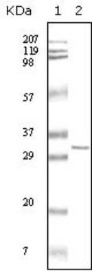 Western Blot: HPRT Antibody (1F8D11) [NBP1-47358] - Western blot analysis using anti-HPTR monoclonal antiobdy against truncated HPRT recombinant protein.