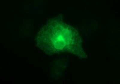 Immunocytochemistry/Immunofluorescence: HPRT Antibody (OTI2F7) [NBP2-46003] - Analysis  of COS7 cells transiently transfected by pCMV6-ENTRY HPRT.