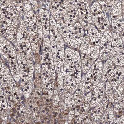 <b>Independent Antibodies Validation. </b>Immunohistochemistry-Paraffin: HPSC152 Antibody [NBP1-92008] - Staining of human adrenal gland shows cytoplasmic positivity in glandular cells.