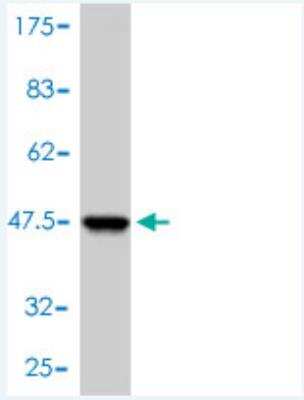 Western Blot: HR6A/UBE2A Antibody (3D7-E2) [H00007319-M01] - Detection against Immunogen (42.46 KDa) .