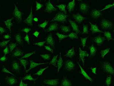 Immunocytochemistry/Immunofluorescence: HR6A/UBE2A Antibody [NBP3-00042] - Immunofluorescence staining of HR6A/UBE2A in HeLa cells. Cells were fixed with 4% PFA, permeabilzed with 0.1% Triton X-100 in PBS, blocked with 10% serum, and incubated with rabbit anti-Human HR6A/UBE2A polyclonal antibody (dilution ratio 1:500) at 4C overnight. Then cells were stained with the Alexa Fluor(R)488-conjugated Goat Anti-rabbit IgG Secondary antibody (green). Positive staining was localized to Nucleus and cytoplasm.