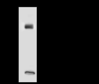 Immunoprecipitation: HR6A/UBE2A Antibody [NBP3-00042] - HR6A/UBE2A was immunoprecipitated using: Lane A: 0.5 mg HeLa Whole Cell Lysate. 4 ul anti-HR6A/UBE2A rabbit polyclonal antibody and 60 ug of Immunomagnetic beads. Protein A/G. Primary antibody: Anti-HR6A/UBE2A rabbit polyclonal antibody, at 1:100 dilution. Secondary antibody: Goat Anti-Rabbit IgG (H+L)/HRP at 1/10000 dilution. Developed using the ECL technique. Performed under reducing conditions. Predicted band size: 17 kDa. Observed band size: 17 kDa