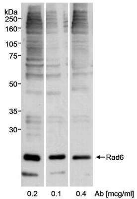 Western Blot: HR6A/UBE2A Antibody [NB100-554] - Whole cell  lysate (50 ug) from 293T cells.