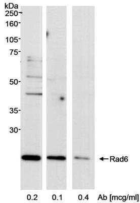 <b>Biological Strategies Validation. </b>Western Blot: HR6A/UBE2A Antibody [NB100-555] - Whole cell  lysate (50 ug) from 293T cells.