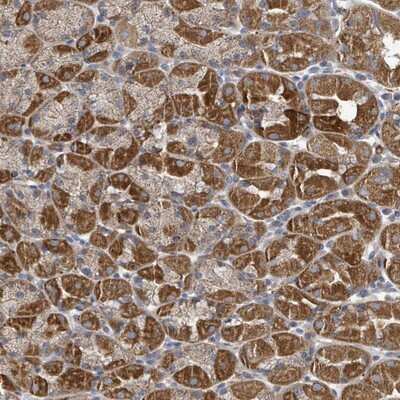 Immunohistochemistry-Paraffin: HRAS like suppressor Antibody [NBP2-14101] - Staining of human stomach, lower shows strong cytoplasmic positivity in glandular cells.