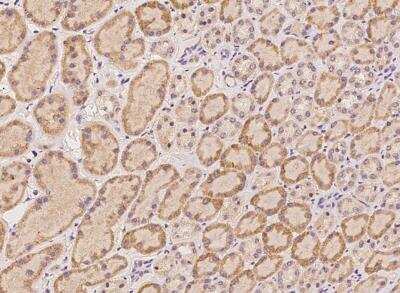 Immunohistochemistry-Paraffin: HRAS like suppressor Antibody [NBP3-05960] - Staining of human HRASLS in human kidney with rabbit polyclonal antibody at 1:100 dilution.