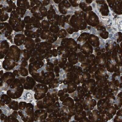 Immunohistochemistry-Paraffin: HRD1 Antibody [NBP1-89667] - Staining of human pancreas shows strong cytoplasmic positivity in exocrine glandular cells