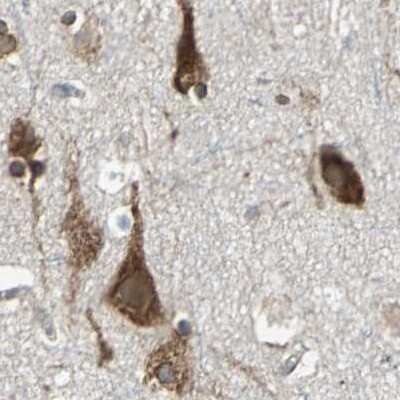 Immunohistochemistry-Paraffin: HRD1 Antibody [NBP1-89667] - Staining of human cerebral cortex.