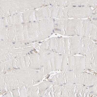 Immunohistochemistry-Paraffin: HRD1 Antibody [NBP1-89668] - Staining of human skeletal muscle shows low expression as expected.