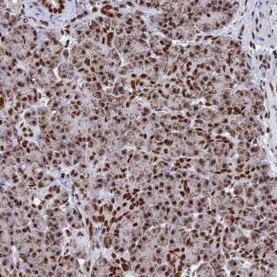 Immunohistochemistry-Paraffin: HRP-2 Antibody [NBP2-47437] - Staining of human Pancreas shows strong nuclear positivity in exocrine glandular cells.