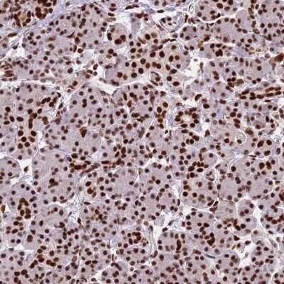 Immunohistochemistry-Paraffin: HRP-2 Antibody [NBP2-47438] - Staining of human Pancreas shows strong nuclear positivity in exocrine glandular cells.