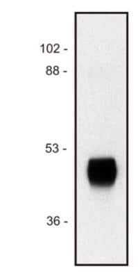 Western Blot HRP Antibody (HP-03) - BSA Free
