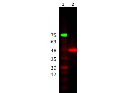 Western Blot HRP Antibody - BSA Free
