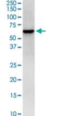 Western Blot: HS1BP3 Antibody (1E2) [H00064342-M01] - HS1BP3 monoclonal antibody (M01), clone 1E2. Analysis of HS1BP3 expression in HepG2.