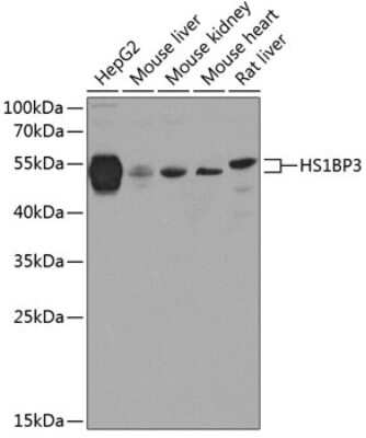 Western Blot HS1BP3 Antibody - BSA Free