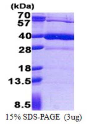 SDS-Page: Recombinant Human Heparan Sulfate 3-O-Sulfotransferase 1/HS3ST1 Protein [NBP2-23116]