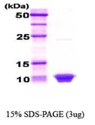 SDS-Page: HSBP1 Protein [NBC1-18355] - HSBP1, 8.5kDa (76aa), confirmed by MALDI-TOF with a purity of 95% by SDS - PAGE