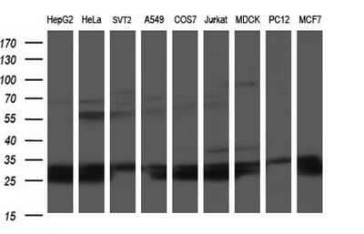 Western Blot: HSCB Antibody (OTI3E1) - Azide and BSA Free [NBP2-72415] - Analysis of extracts (35ug) from 9 different cell lines (HepG2: human; HeLa: human; SVT2: mouse; A549: human; COS7: monkey; Jurkat: human; MDCK: canine; PC12: rat; MCF7: human).