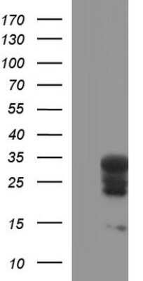 Western Blot HSCB Antibody (OTI3E1) - Azide and BSA Free