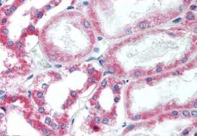 Immunohistochemistry-Paraffin: HSD11B2 Antibody [NBP1-39478] - Analysis of anti-HSD11B2 antibody with human kidney at concentration 10 ug/ml.