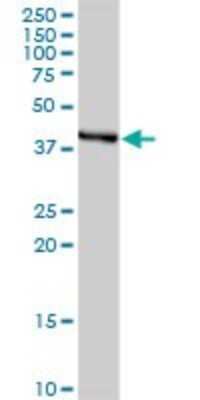 Western Blot: HSD11B2 Antibody [H00003291-D01P] - Analysis of HSD11B2 expression in human placenta.