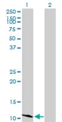 Western Blot: HSD17B12 Antibody [H00051144-B01P] - Analysis of HSD17B12 expression in transfected 293T cell line by HSD17B12 polyclonal antibody.  Lane 1: HSD17B12 transfected lysate(10.78 KDa). Lane 2: Non-transfected lysate.