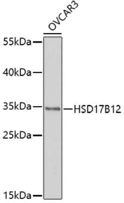 Western Blot: HSD17B12 Antibody [NBP3-05033] - Analysis of extracts of OVCAR3 cells, using HSD17B12 antibody at 1:1000 dilution. Secondary antibody: HRP Goat Anti-Rabbit IgG (H+L) at 1:10000 dilution. Lysates/proteins: 25ug per lane. Blocking buffer: 3% nonfat dry milk in TBST. Detection: ECL Basic Kit