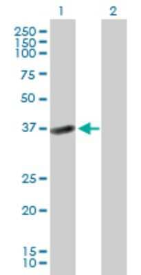 Western Blot: HSD17B2 Antibody [H00003294-B01P] - Analysis of HSD17B2 expression in transfected 293T cell line by HSD17B2 polyclonal antibody.  Lane 1: HSD17B2 transfected lysate(42.68 KDa). Lane 2: Non-transfected lysate.