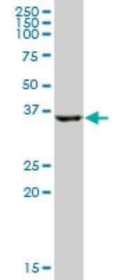 Western Blot: HSD17B2 Antibody [H00003294-B02P] - D17B2 MaxPab polyclonal antibody. Western Blot analysis of HSD17B2 expression in human liver.