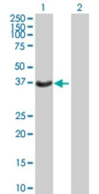 Western Blot: HSD17B2 Antibody [H00003294-B02P] - Analysis of HSD17B2 expression in transfected 293T cell line by HSD17B2 polyclonal antibody.  Lane 1: HSD17B2 transfected lysate(42.57 KDa). Lane 2: Non-transfected lysate.