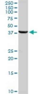 Western Blot: HSD17B2 Antibody [H00003294-D01P] - Analysis of HSD17B2 expression in human liver.