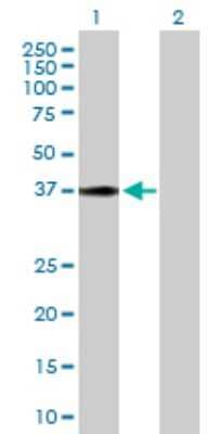 Western Blot: HSD17B2 Antibody [H00003294-D01P] - Analysis of HSD17B2 expression in transfected 293T cell line by HSD17B2 polyclonal antibody.Lane 1: HSD17B2 transfected lysate(42.80 KDa).Lane 2: Non-transfected lysate.