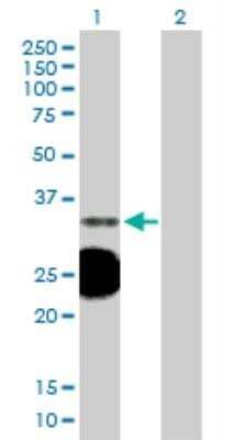 Western Blot: HSD17B3 Antibody [H00003293-B01P] - analysis of HSD17B3 expression in transfected 293T cell line by HSD17B3 MaxPab polyclonal antibody. Lane1: HSD17B3 transfected lysate (34.1 KDa). Lane2: Non-transfected lysate.