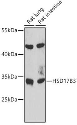 Western Blot HSD17B3 Antibody - BSA Free