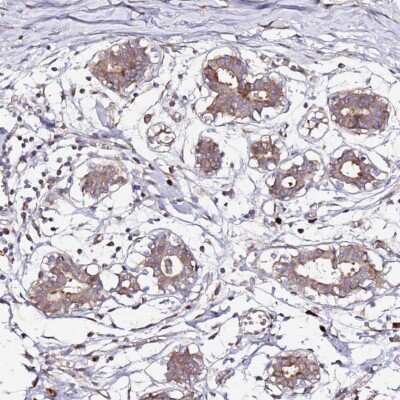 Immunohistochemistry-Paraffin: HSD17B7 Antibody [NBP2-14102] - Staining of human breast shows moderate cytoplasmic positivity in glandular cells.