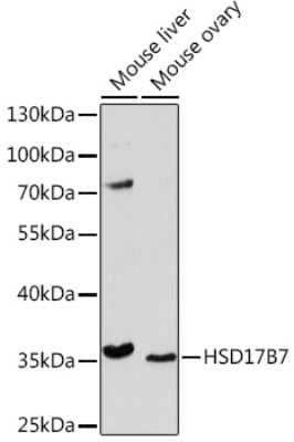 Western Blot: HSD17B7 Antibody [NBP3-15527] - Western blot analysis of extracts of various cell lines, using HSD17B7 Rabbit pAb (NBP3-15527) at 1:1000 dilution. Secondary antibody: HRP Goat Anti-Rabbit IgG (H+L) at 1:10000 dilution. Lysates/proteins: 25ug per lane. Blocking buffer: 3% nonfat dry milk in TBST. Detection: ECL Basic Kit. Exposure time: 5min.