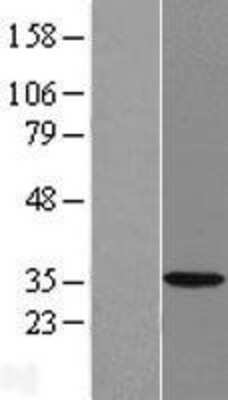 Western Blot: HSD17B7 Overexpression Lysate (Adult Normal) [NBP2-07042] Left-Empty vector transfected control cell lysate (HEK293 cell lysate); Right -Over-expression Lysate for HSD17B7.