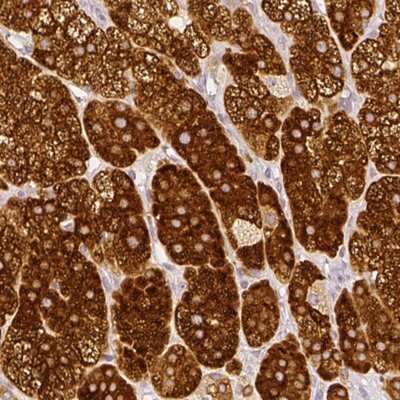 Immunohistochemistry-Paraffin: HSD3B1 Antibody [NBP2-33385] - Staining of human adrenal gland shows strong cytoplasmic positivity in zona glomerulosa.